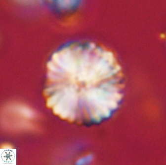 Lithoptychius billii 64141