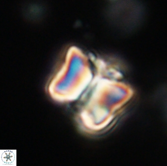 Lithoptychius billii 64142