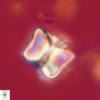 Lithoptychius billii 64143