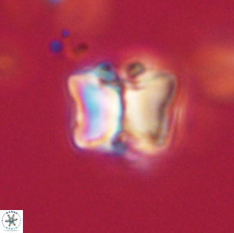 Lithoptychius billii 64144