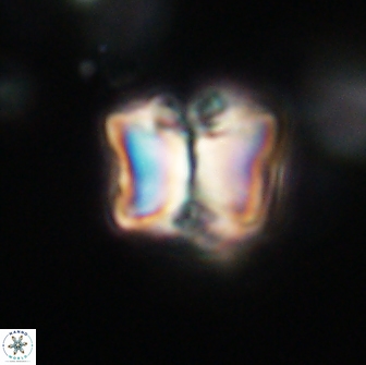 Lithoptychius billii 64145