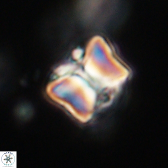 Lithoptychius billii 64149