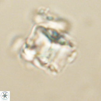 Lithoptychius billii 64152