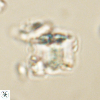 Lithoptychius billii 64153