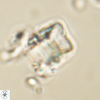 Lithoptychius billii 64154