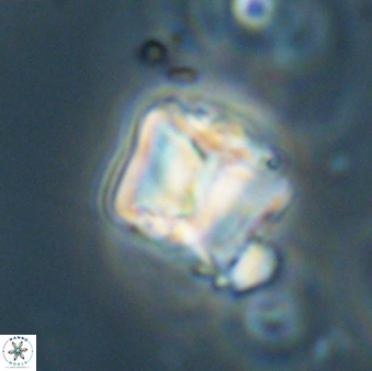 Lithoptychius billii 64157