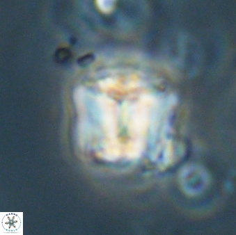 Lithoptychius billii 64158