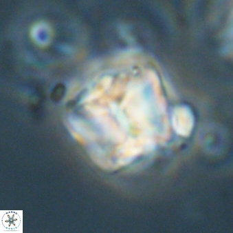 Lithoptychius billii 64159