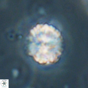 Lithoptychius billii 64160