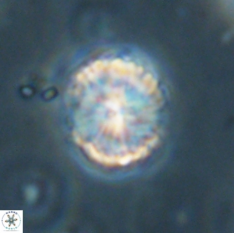 Lithoptychius billii 64161