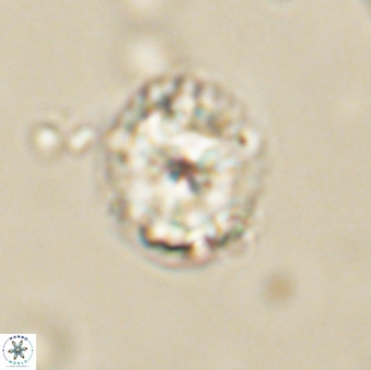 Lithoptychius billii 64163