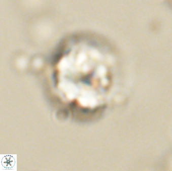 Lithoptychius billii 64165