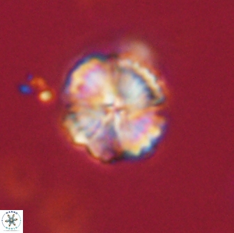 Lithoptychius billii 64169