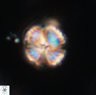 Lithoptychius billii 64170