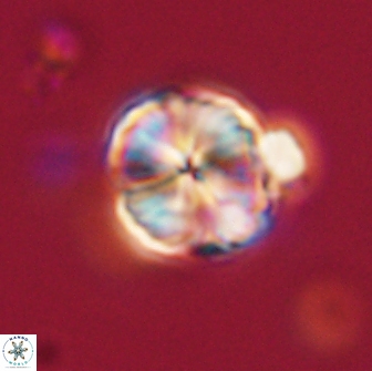 Lithoptychius billii 64173