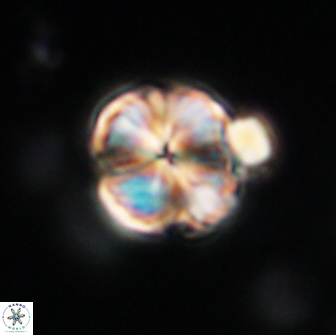 Lithoptychius billii 64174