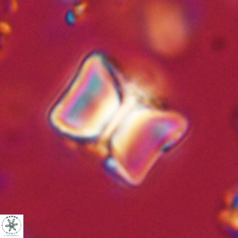 Lithoptychius billii 64112
