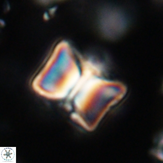 Lithoptychius billii 64113