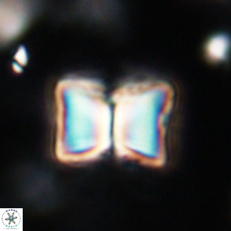 Lithoptychius billii 64114