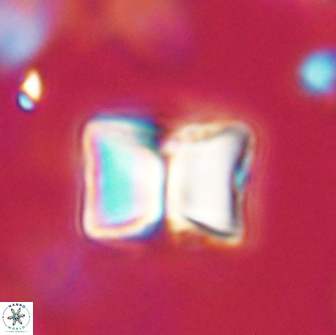 Lithoptychius billii 64116