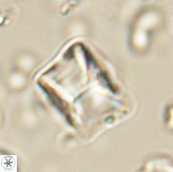 Lithoptychius billii 64119