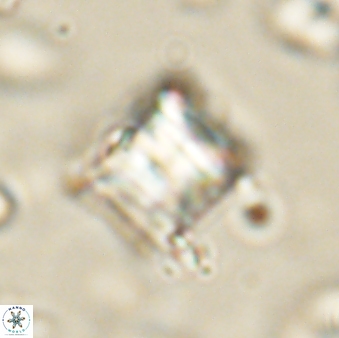 Lithoptychius billii 64121