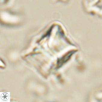 Lithoptychius billii 64122