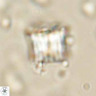 Lithoptychius billii 64123