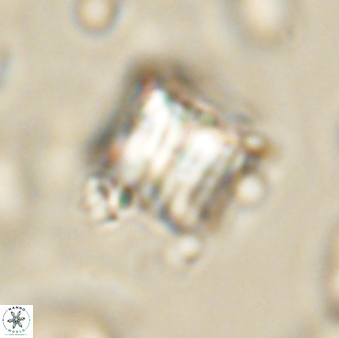 Lithoptychius billii 64124