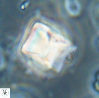 Lithoptychius billii 64125