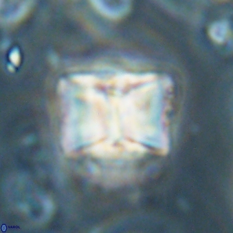 Lithoptychius billii 64127