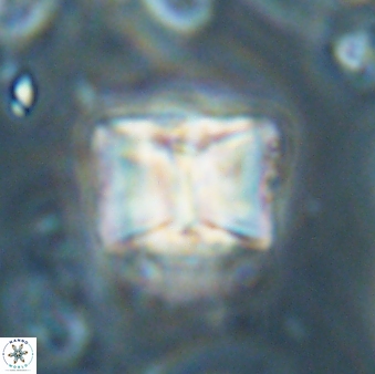 Lithoptychius billii 64127