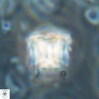 Lithoptychius billii 64128