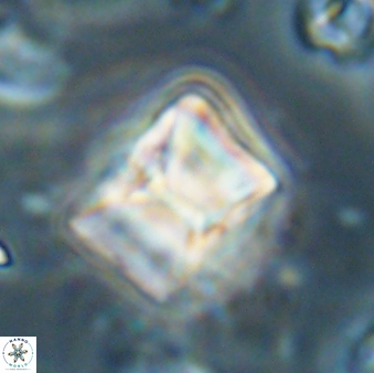 Lithoptychius billii 64129