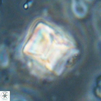 Lithoptychius billii 64131