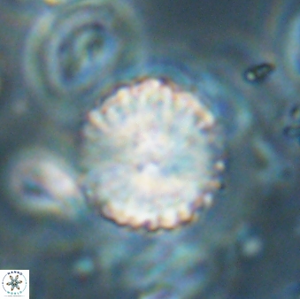 Lithoptychius billii 64132