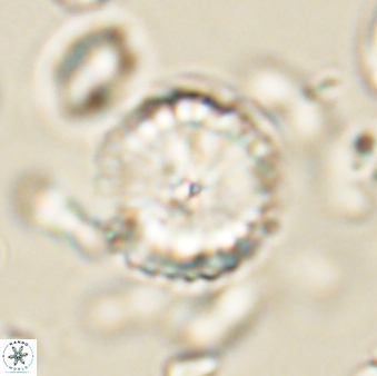 Lithoptychius billii 64133