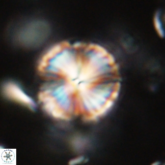 Lithoptychius billii 64134