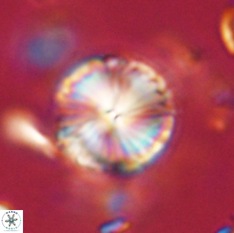 Lithoptychius billii 64135