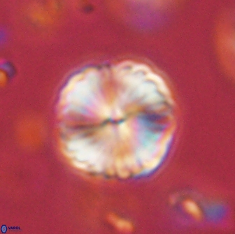 Lithoptychius billii 64138