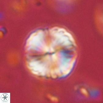 Lithoptychius billii 64138