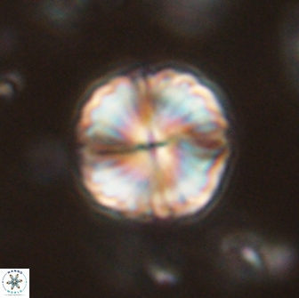 Lithoptychius billii 64139