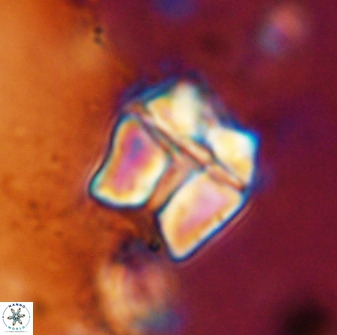 Lithoptychius chowii 50479
