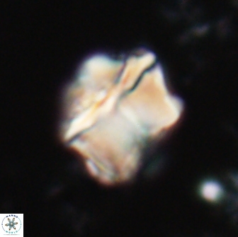 Lithoptychius chowii 21822