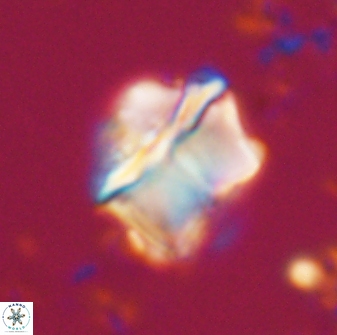 Lithoptychius chowii 21823