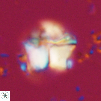 Lithoptychius chowii 21824