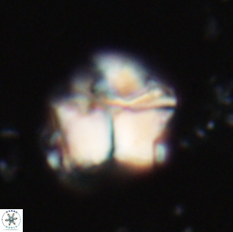 Lithoptychius chowii 21825