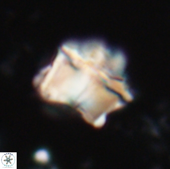 Lithoptychius chowii 21826