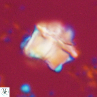 Lithoptychius chowii 21827