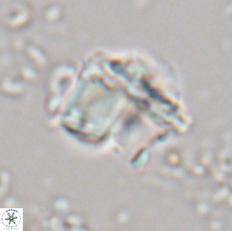 Lithoptychius chowii 21828